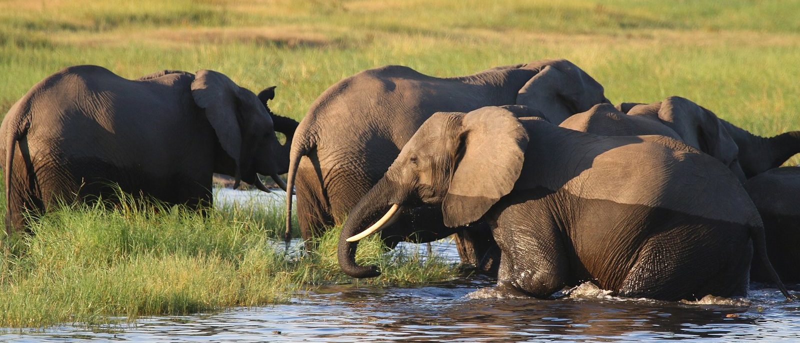 Several elephants wading through shallow water and tall green grass on the Chobe River in warm evening light, one with a pale tusk raised.