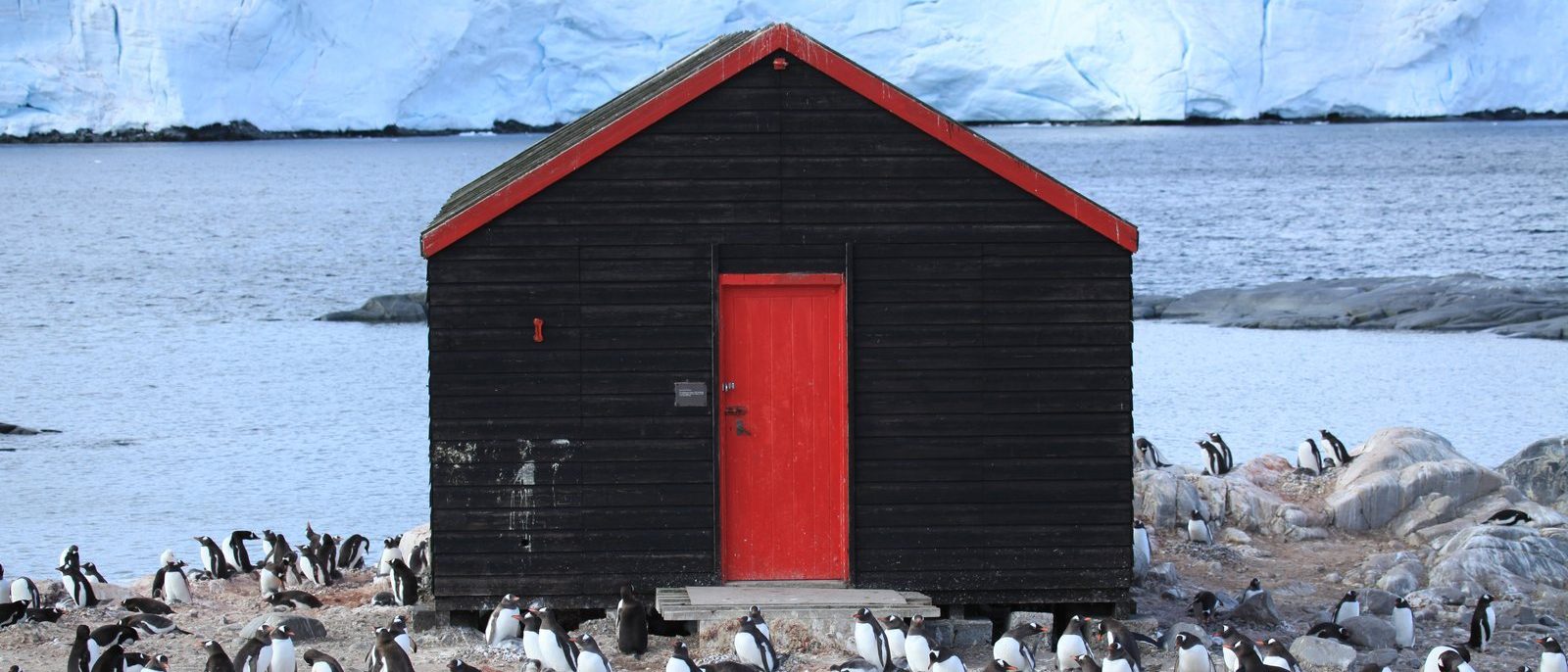 A black wooden boathouse with a red door at Port Lockroy, gentoo penguins nesting on the stony ground all around it, and a wall of glacier ice across the water behind.