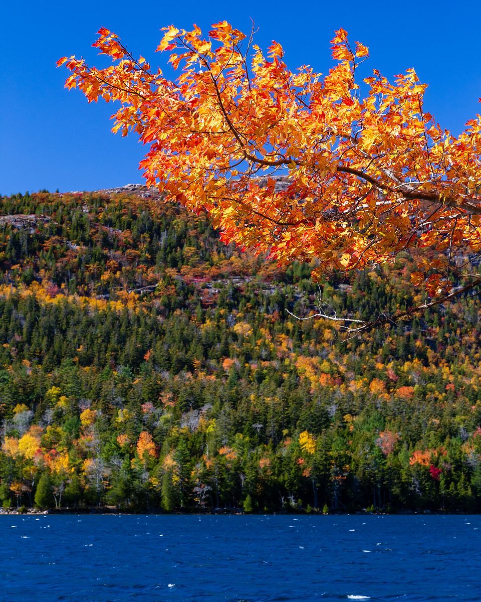 Orange maple leaves framing a calm pond with hills in autumn colour