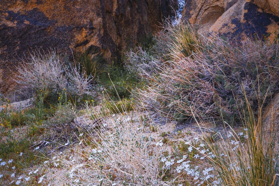 White evening-snow flowers in a slot between two orange granite boulders, one snowy peak in the gap