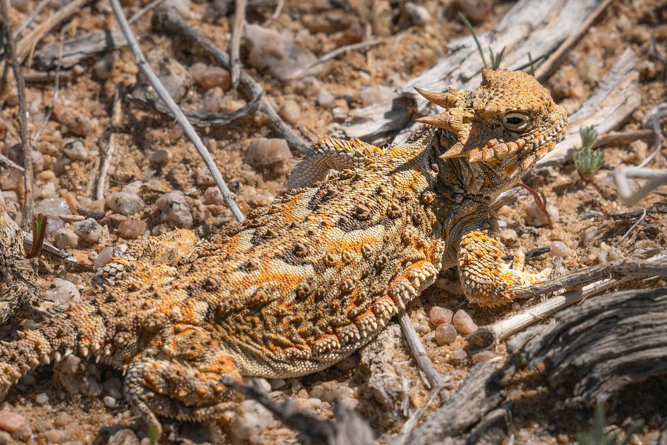 A sharply lit horned lizard on gravel and twigs