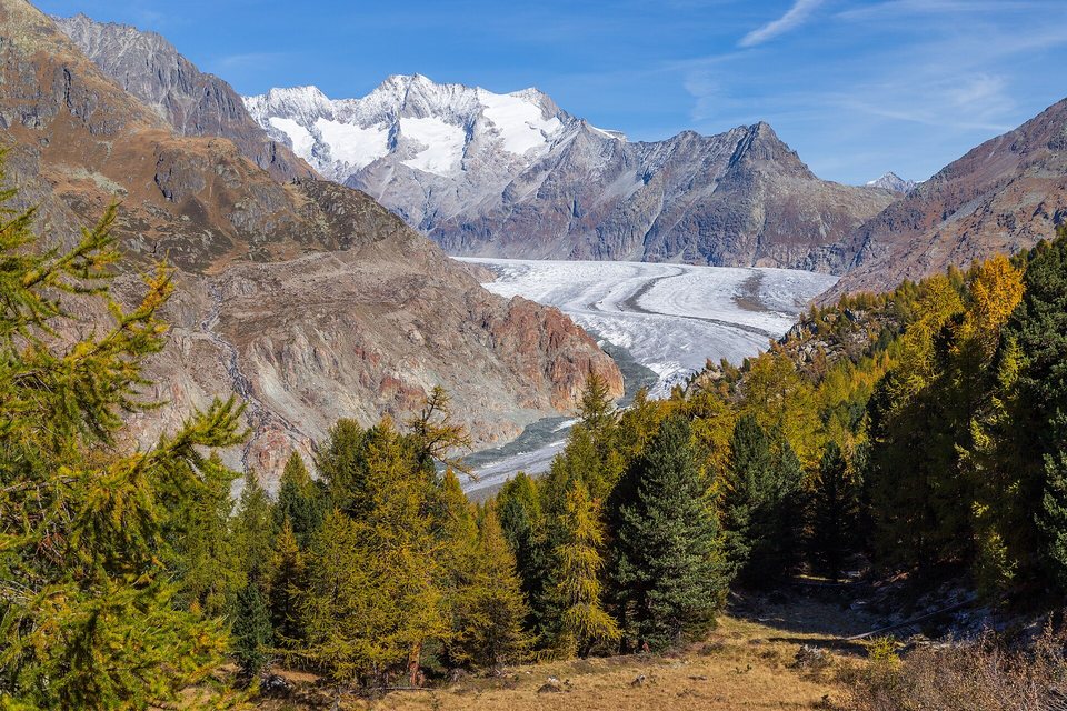 A long glacier curving between bare brown mountain walls toward snowy peaks, golden larches and dark pines in the foreground