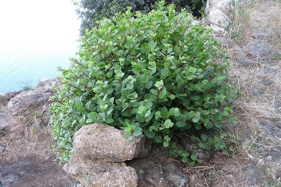 A rounded green caper bush grows over two pale rocks beside a path, with sea glimpsed beyond