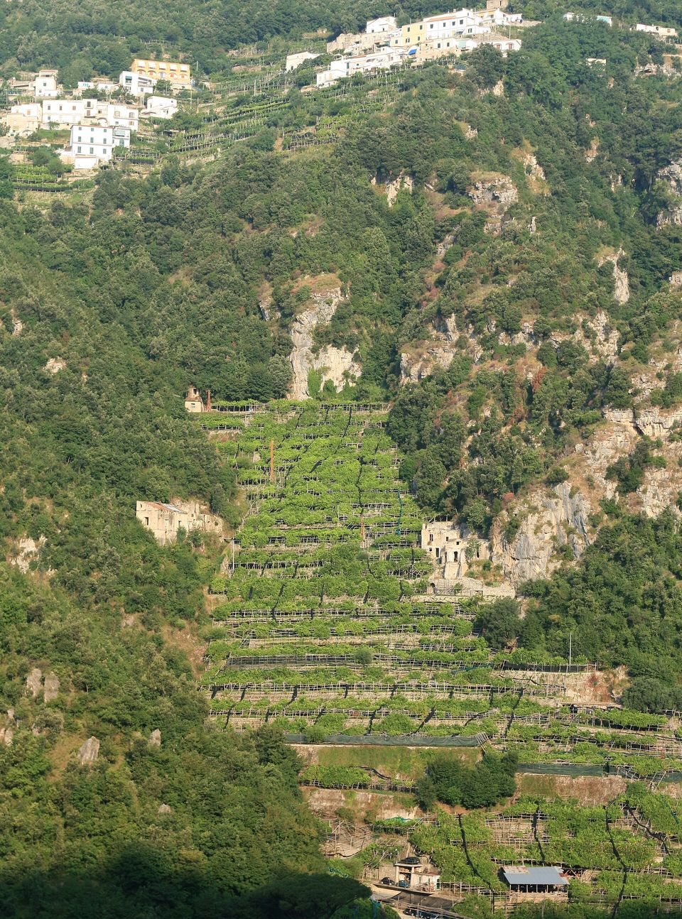 Lemon trees on stepped terraces beneath wooden pole frames on a steep slope