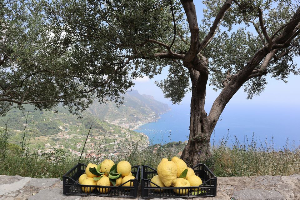 Large knobbly lemons in two crates on a stone wall, terraced slopes and the sea beyond