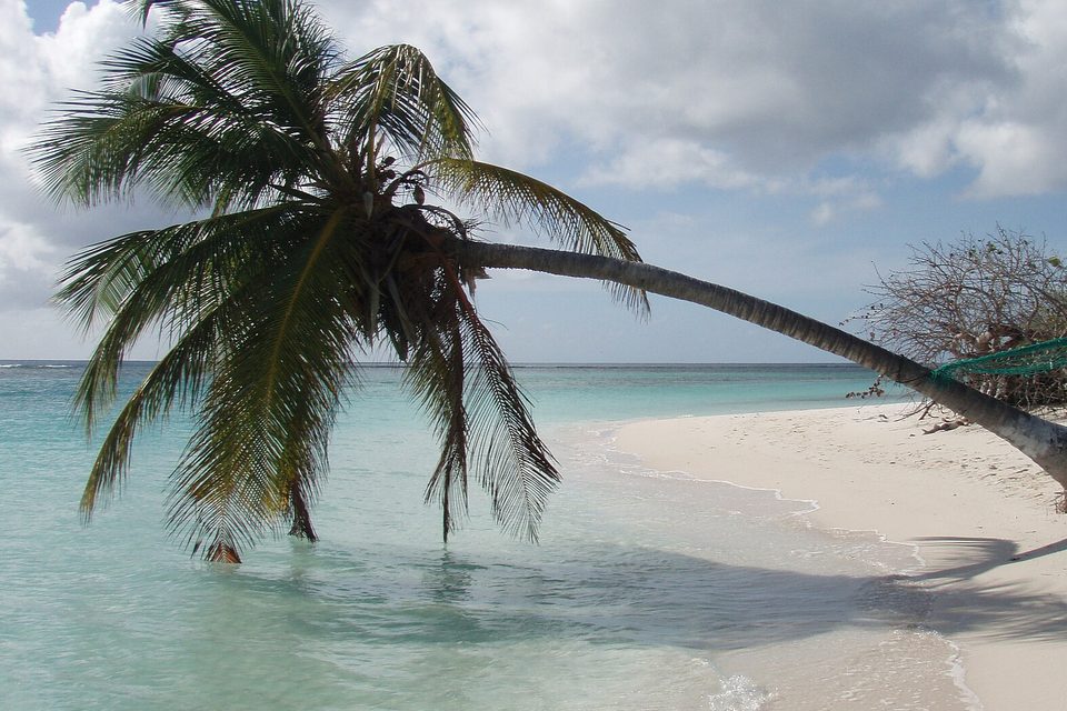 A coconut palm leans far out over clear pale-green water from a white beach, under broken cloud