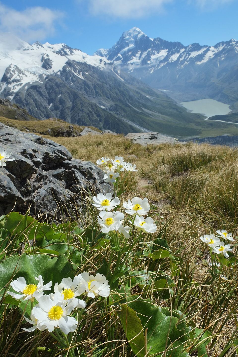 White flowers with yellow centres among tussock and large round leaves, with a glaciated mountain and a valley in the haze behind