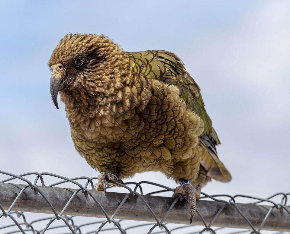 A brown and olive parrot with a heavy curved beak perched on a wire fence against a pale sky