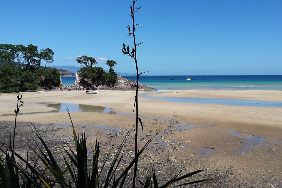 Wet sand flats and pools at low tide run out to turquoise water, a tree-topped rock and a flax stalk in the foreground