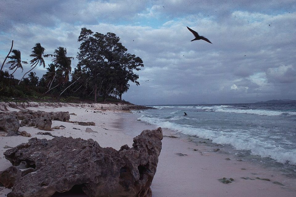 A white beach with dark eroded rocks, palms and broadleaf trees bending in the wind, a large seabird gliding overhead under grey cloud