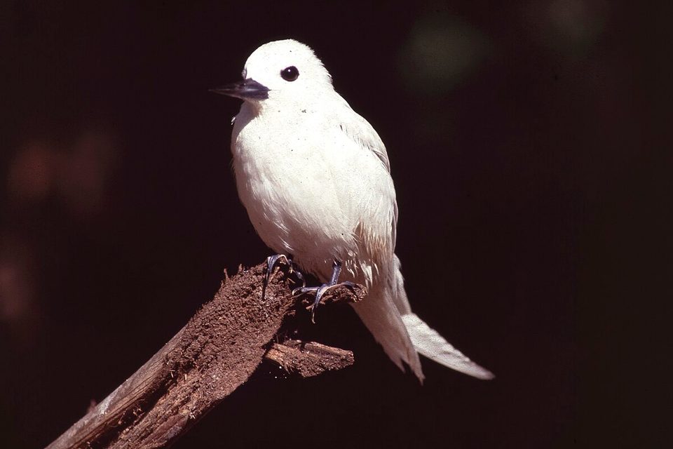 An all-white seabird with a black eye and dark bill perches on a splintered branch against deep shadow