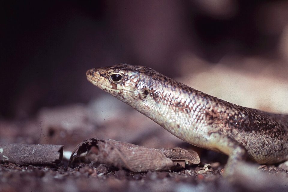 A bronze, finely scaled lizard lifts its head above dry leaves on dark soil