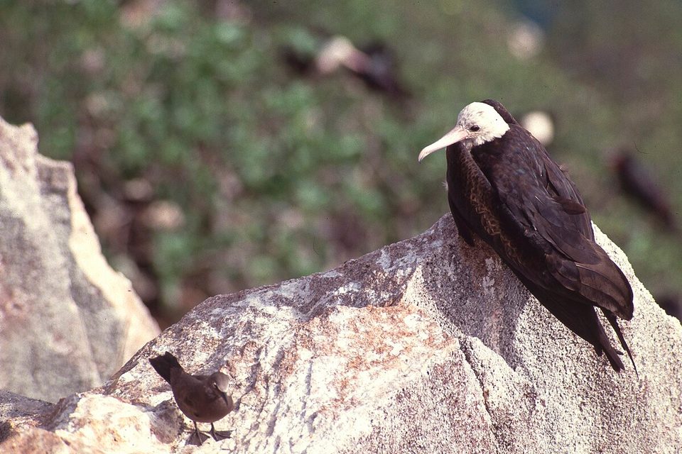 A dark frigatebird with a pale head perches on a granite boulder, a small brown tern-like bird below it