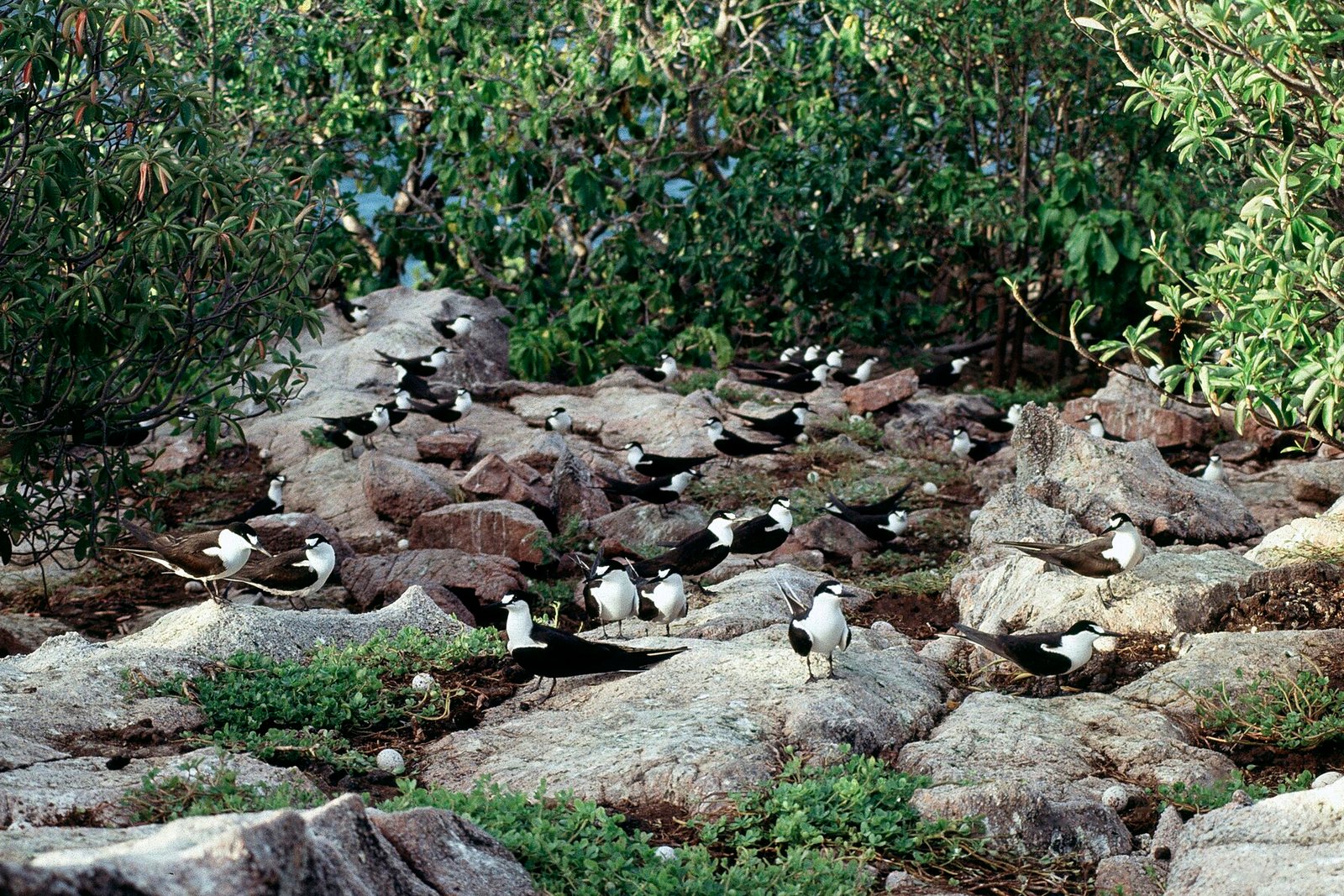 Dozens of black-and-white terns stand on pale granite slabs among low trees and green leaves
