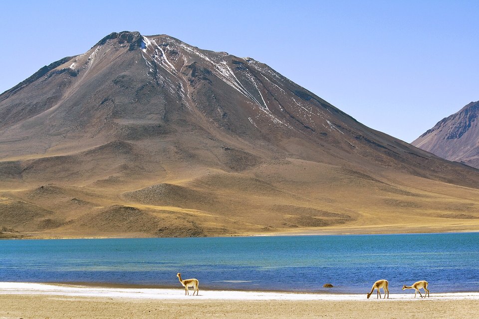 Three vicuñas grazing on the pale shore of a blue lake below a large brown volcano with snow streaks