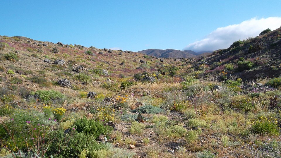 Green scrub and patches of pink and yellow wildflowers on a dry hillside under a blue sky with a low bank of cloud