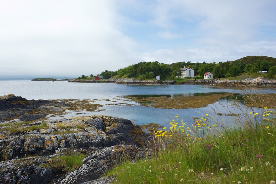 White and red wooden houses on a low green island beside a calm tidal bay, lichen-covered rock and yellow buttercups in the foreground