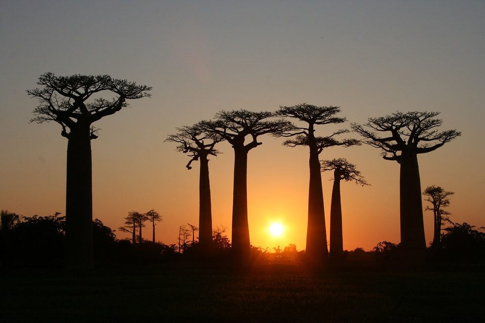Five baobab trees in silhouette against an orange sunset with the sun low between two trunks