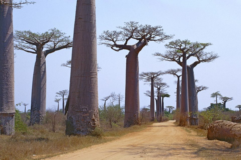 Tall pale-trunked baobabs with flat crowns beside a sandy track