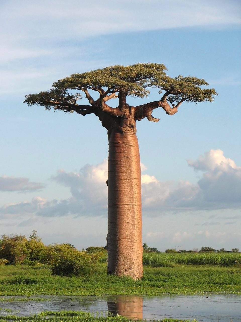 A tall smooth-trunked baobab with a flat spreading crown rising from grass and shallow water under a partly cloudy sky