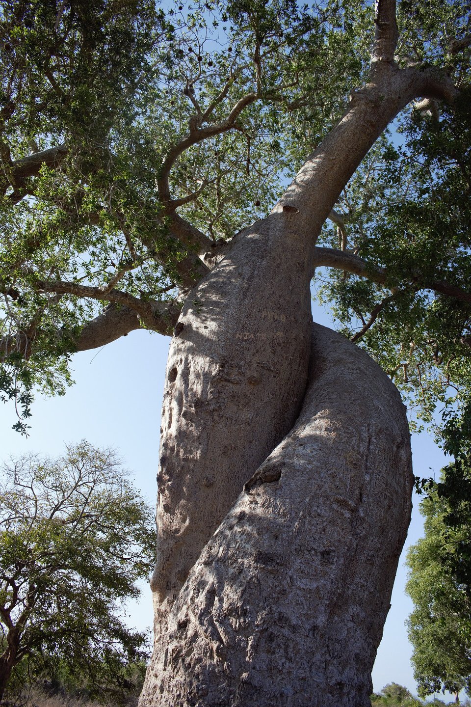 Two pale baobab trunks wound around each other, rising into a canopy of green leaves against blue sky