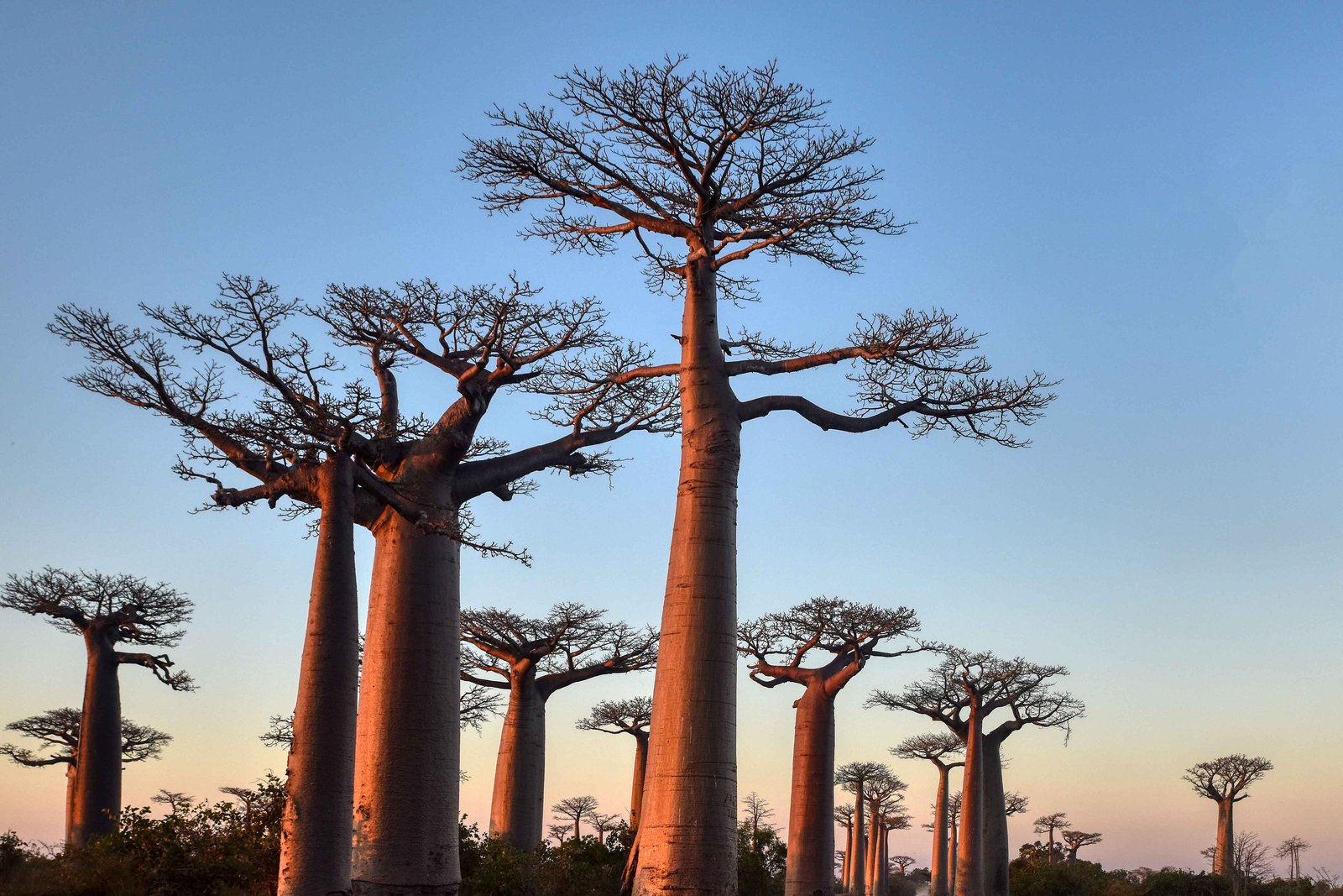 Tall bare-topped baobab trees with pale trunks along either side of a sandy road under a clear evening sky