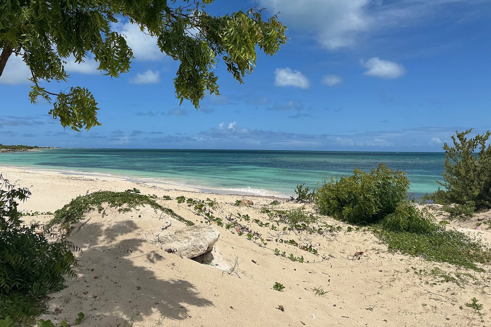 A pale beach under a leaning tree runs to turquoise shallows and a long empty horizon, cumulus in a deep-blue sky