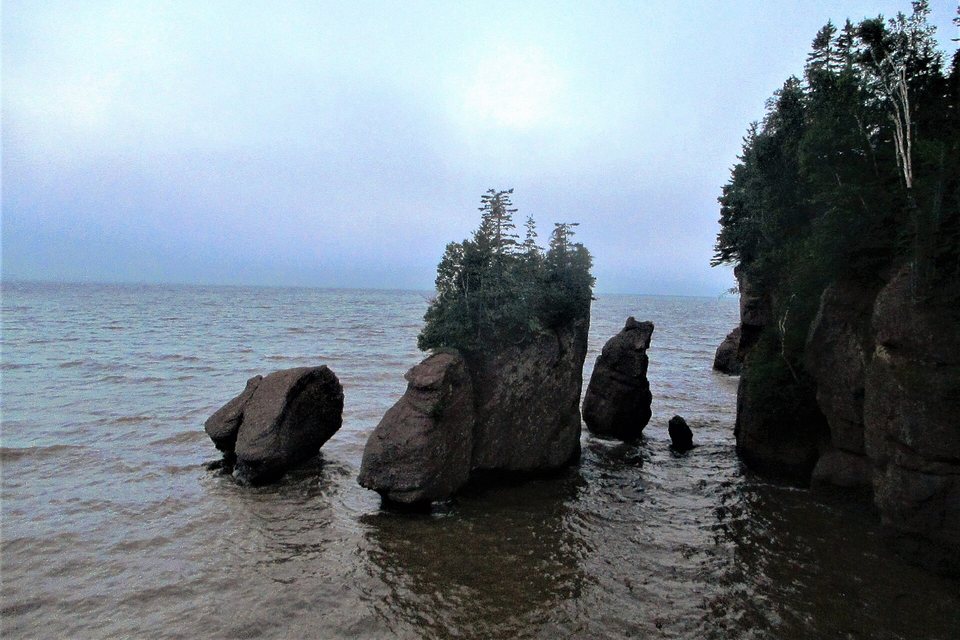 Tall sandstone stacks topped with spruce standing in brown seawater, only their upper halves showing, under a grey sky