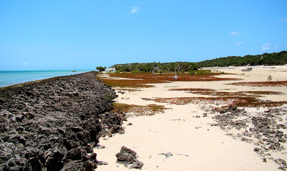 A small bay at low tide with red saltmarsh and dark coral rock under blue sky