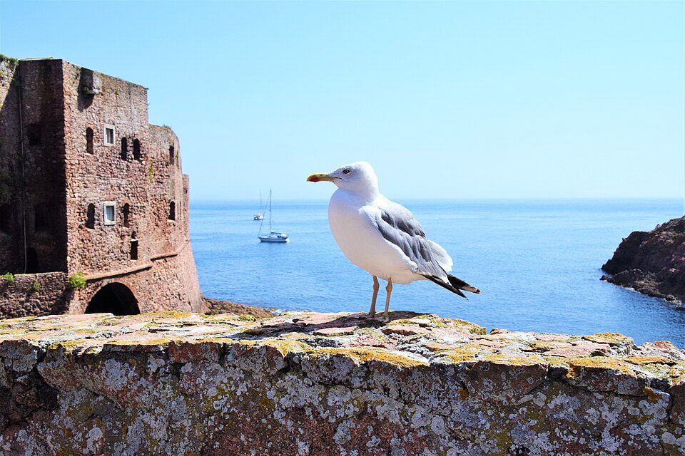 A white gull with a yellow bill stands on a lichen-spotted stone wall, the fort's tower and a calm blue sea behind