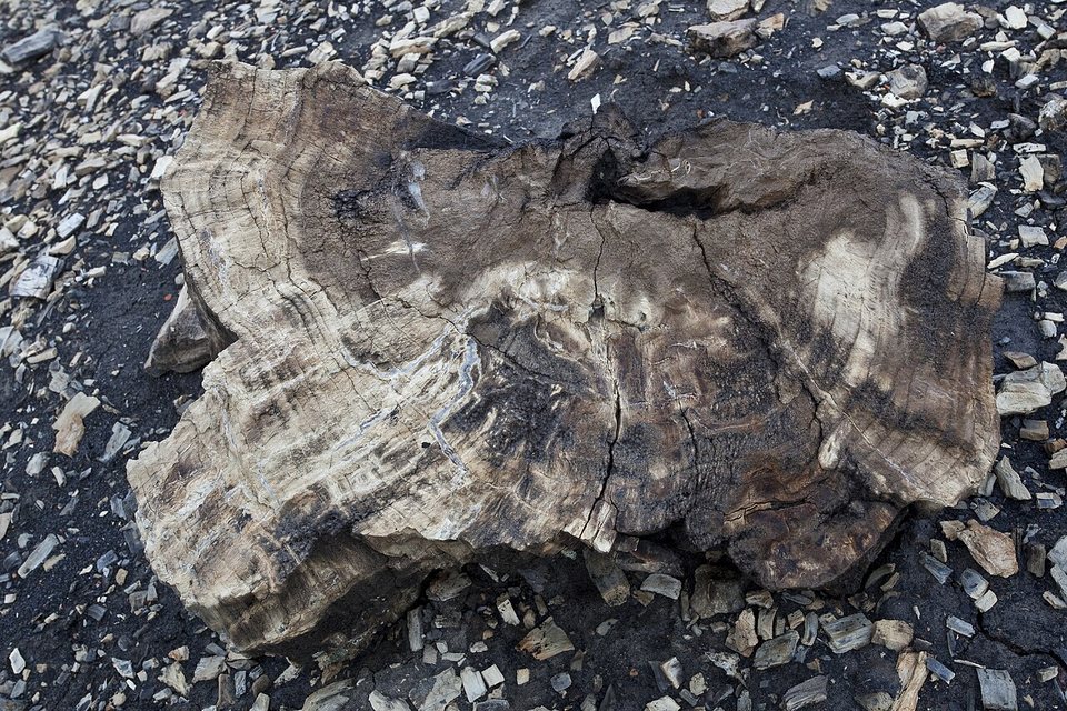 A stump of petrified wood with visible growth rings lying on bare badland ground