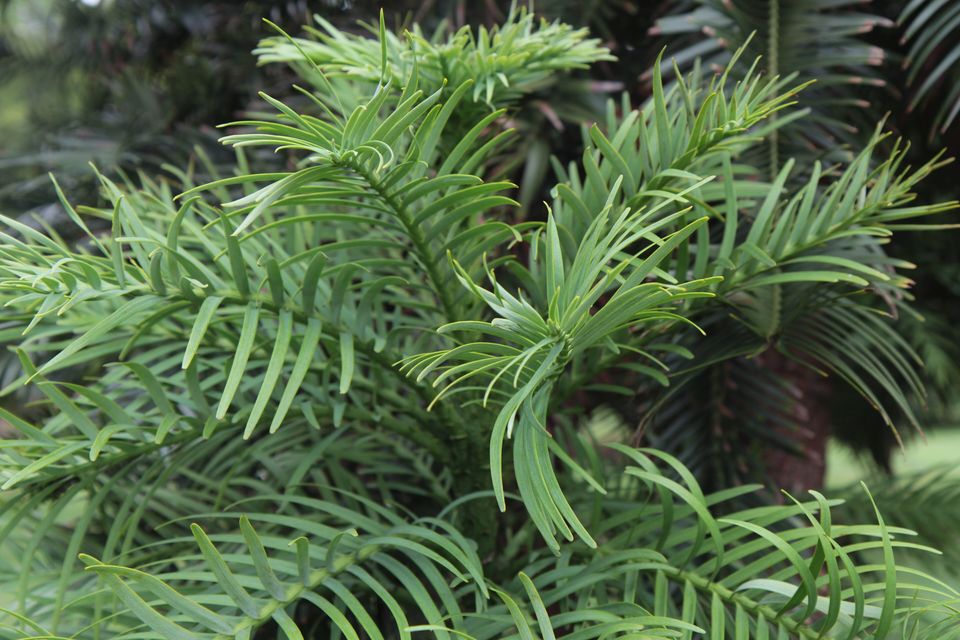 Flat, glossy green needle-like leaves arranged in two rows along the stems of a conifer