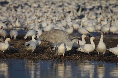 A grey sandhill crane wading among white snow geese at a pond edge in warm winter light
