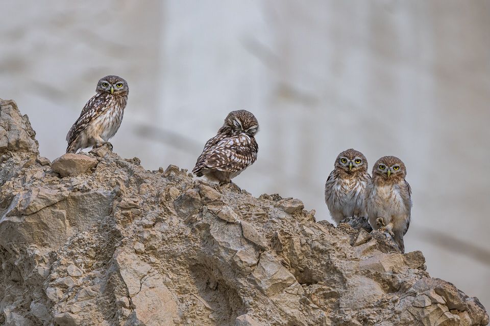 Four small speckled brown owls with yellow eyes perch along a crumbling limestone ledge, a pale cliff blurred behind