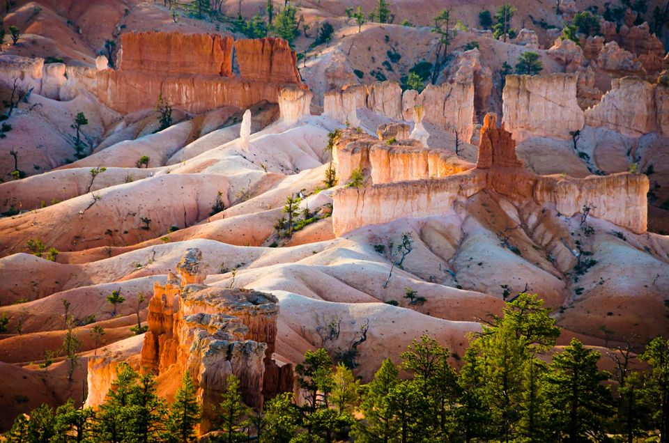 Pale and orange rock fins lit by low sun with ponderosa pines in the foreground