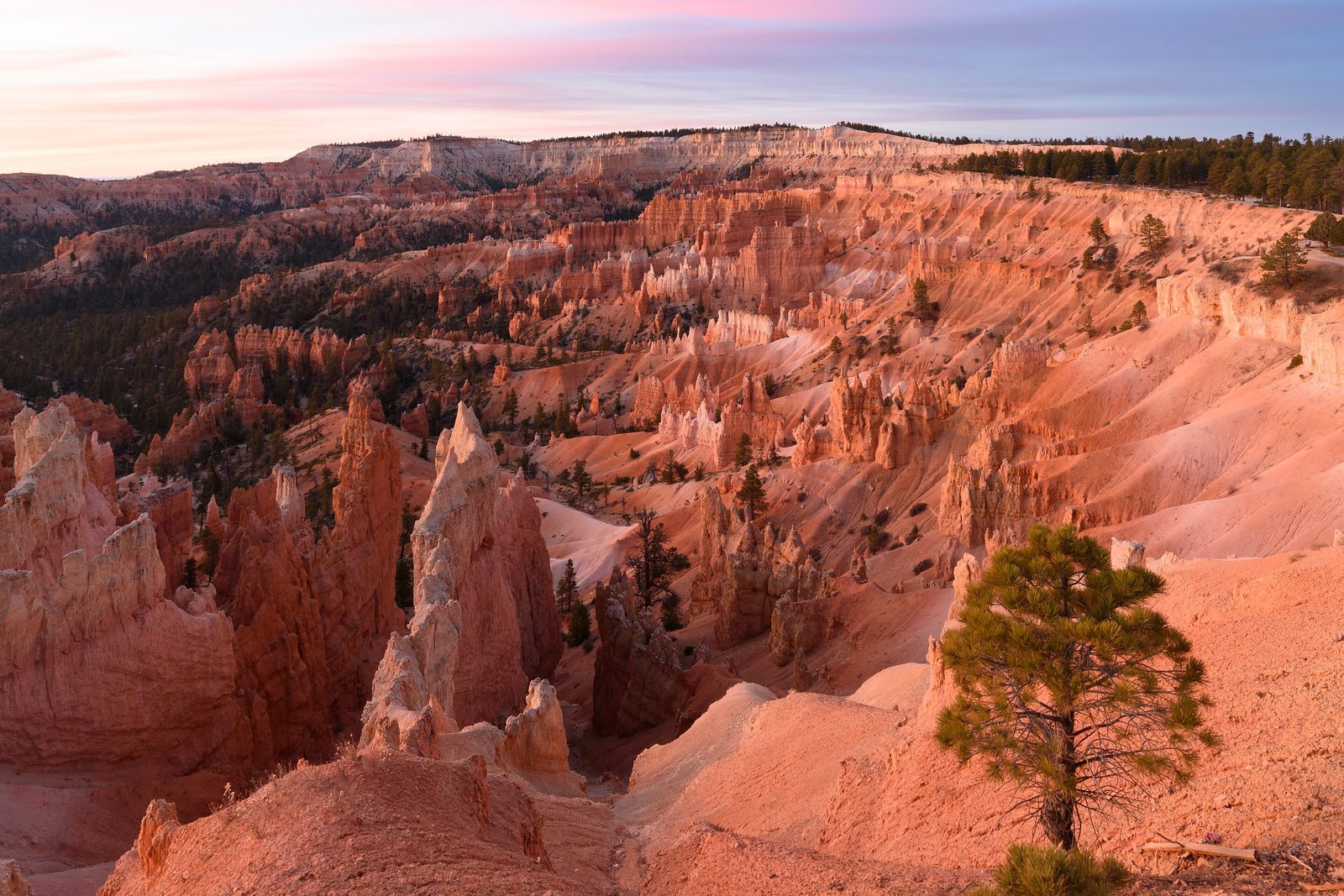 Rows of orange and white hoodoos filling a wide amphitheatre in soft pink dawn light