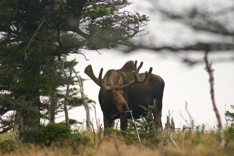 A bull moose with velvet-covered antlers browsing among wind-bent spruce on a grey, misty plateau