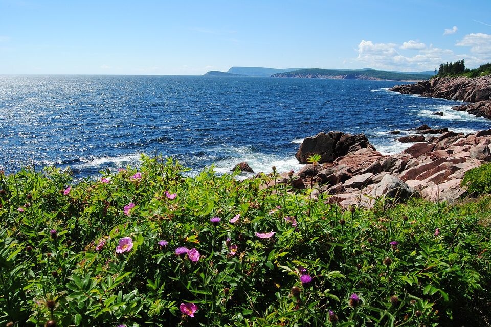 Pink wild roses and thistles in the foreground above pink granite boulders and white surf, a blue sea and distant headlands beyond