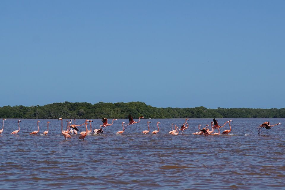 Pink flamingos in shallow water with a mangrove shore behind