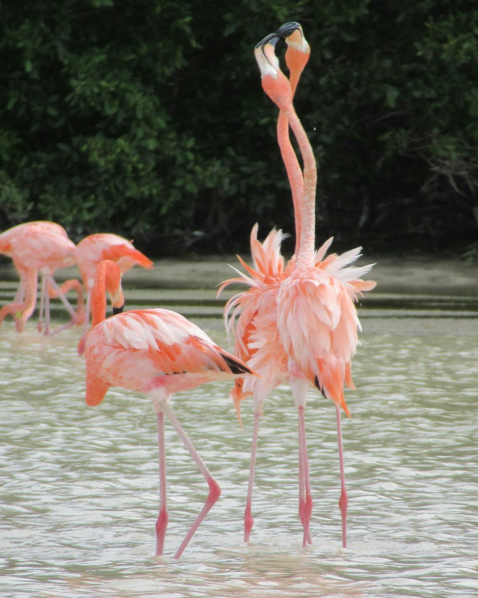 Two flamingos reared up neck to neck, their pink and coral body feathers ruffled, with mangrove behind