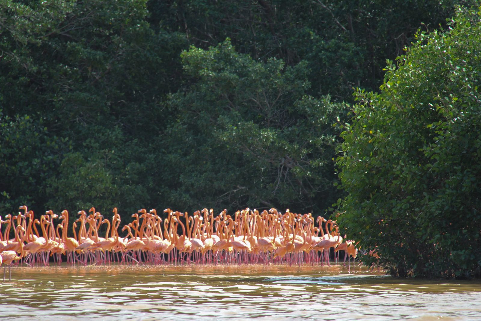 A flock of pink flamingos standing and feeding in shallow water