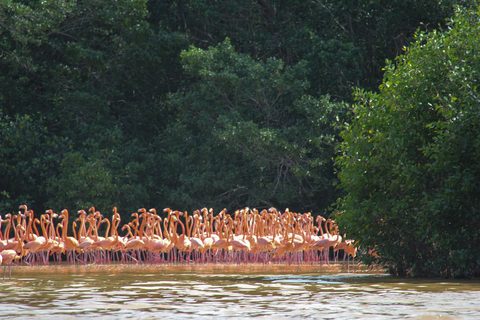 A flock of pink flamingos standing and feeding in shallow water