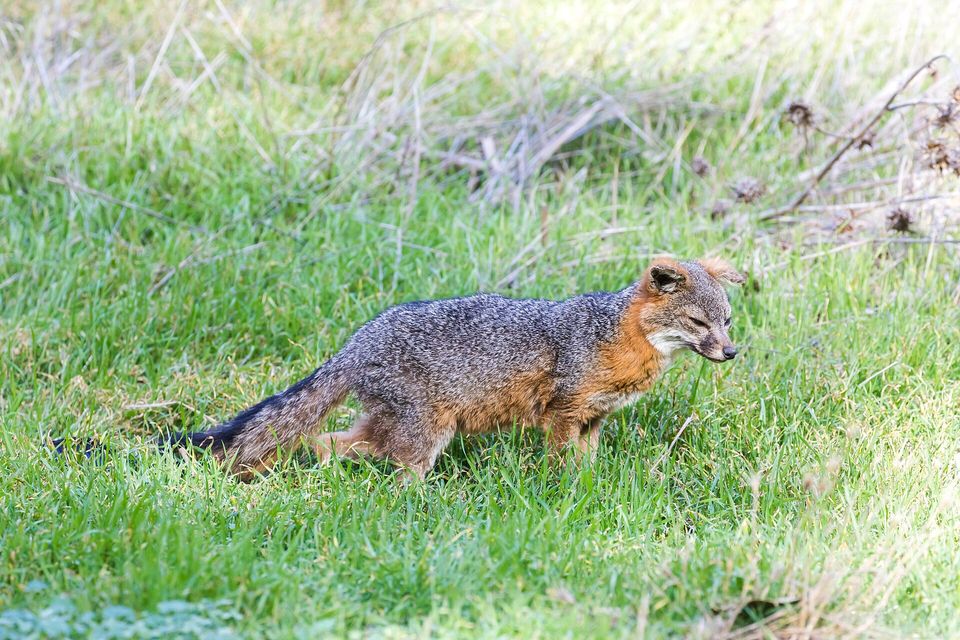 A small grey fox with rusty sides and a dark-tipped tail walking through short grass