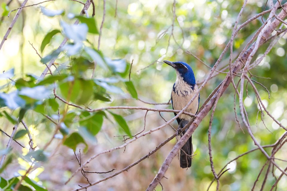 A bright blue jay with a pale throat perched among thin branches and leaves