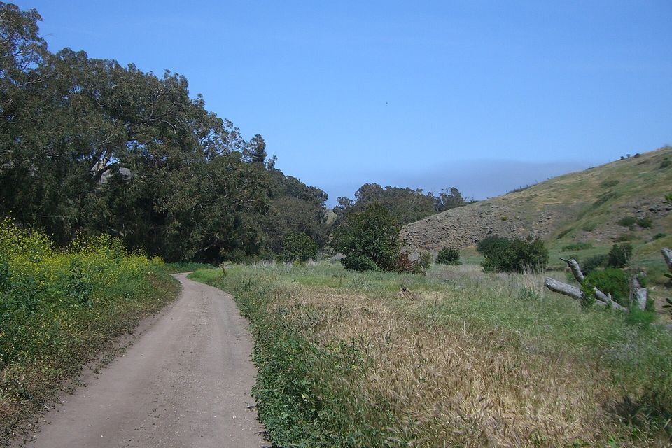 A dirt track running between green grass and yellow flowers towards trees and grassy hills