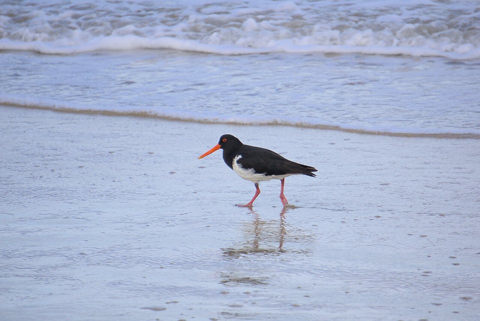 A pied bird with a red bill standing on wet sand