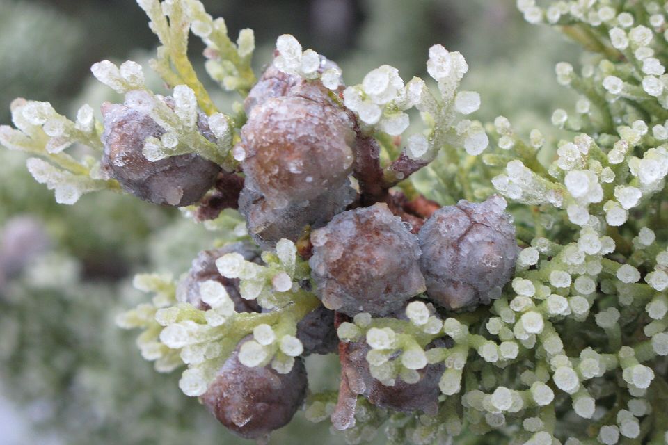 Close view of round cypress cones and scaly green leaves coated in frost crystals