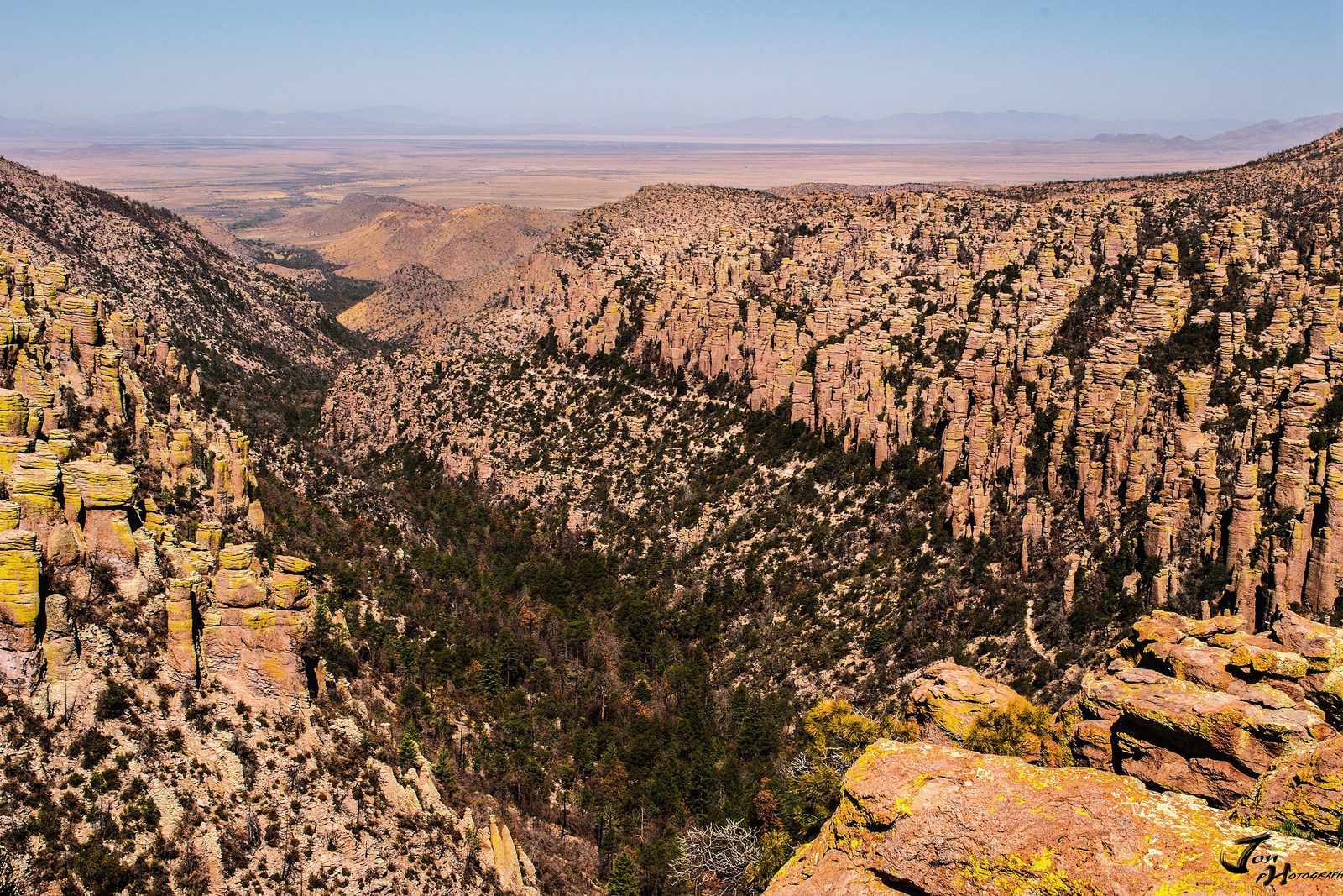 A canyon packed with tall stone pinnacles and pine trees, seen from a high overlook, with a pale plain far beyond