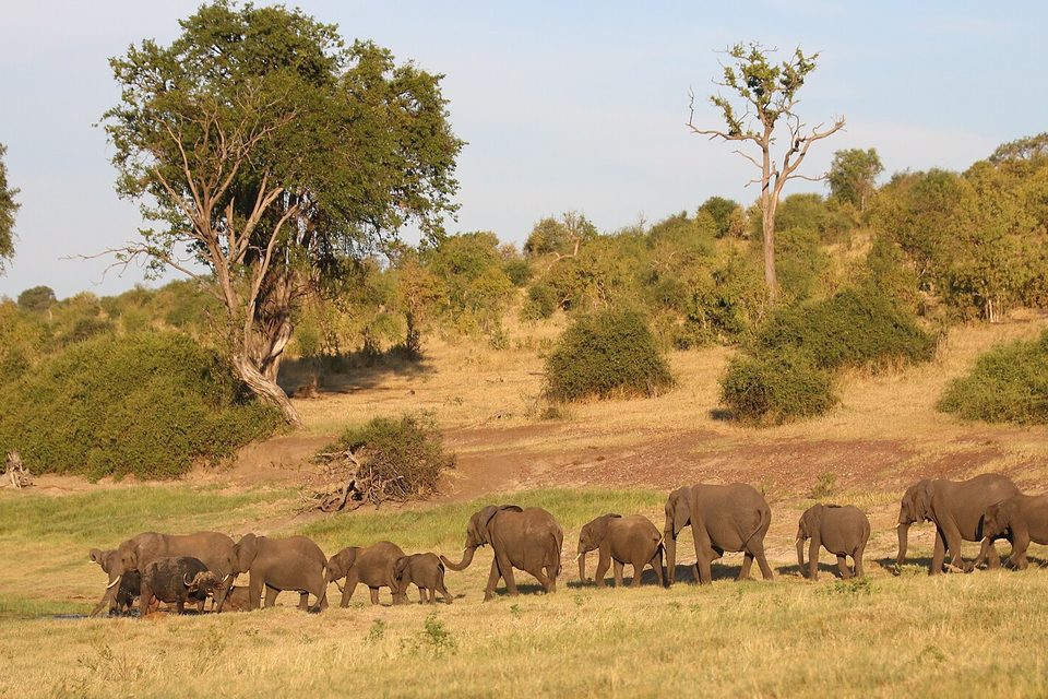 A long line of elephants and a few buffalo walking across dry grass below big trees toward the river in gold evening light