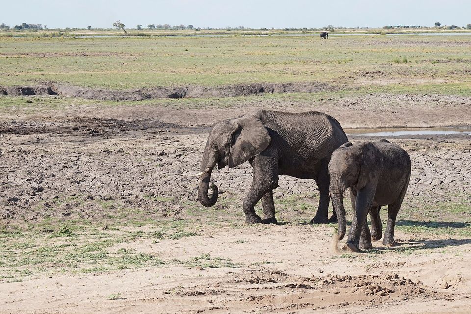 A large elephant and a smaller one walking on cracked grey mud beside sand, green floodplain grass and a far tree line behind